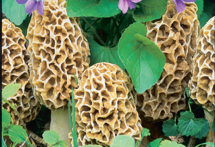 Fried Morel Mushrooms Recipe - Grit